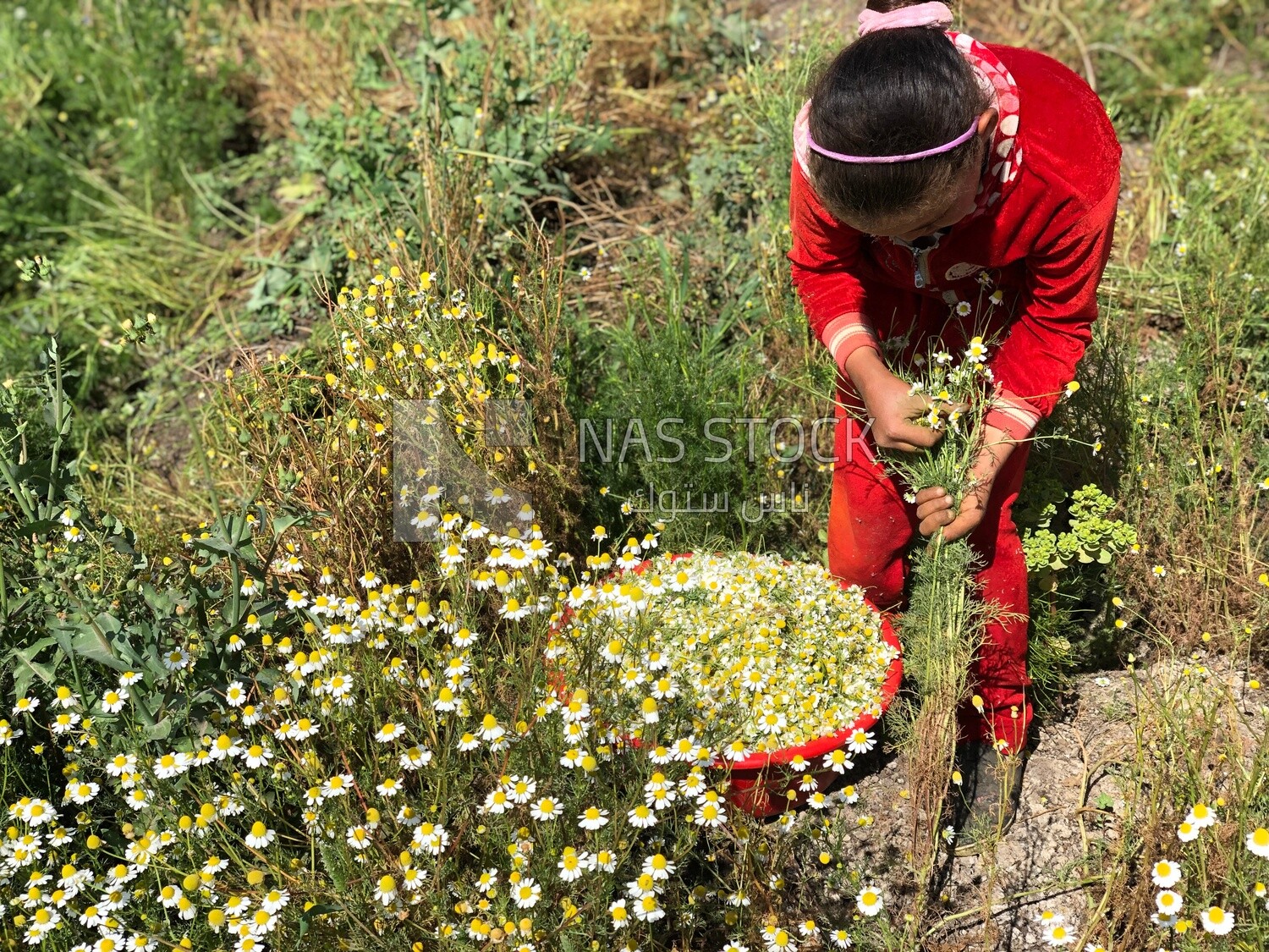 Little Egyptian girl working in the chamomile harvest