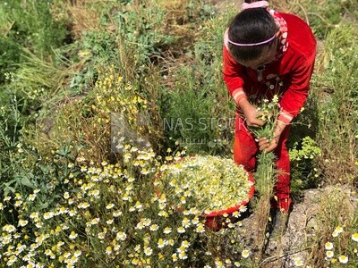 Little Egyptian girl working in the chamomile harvest