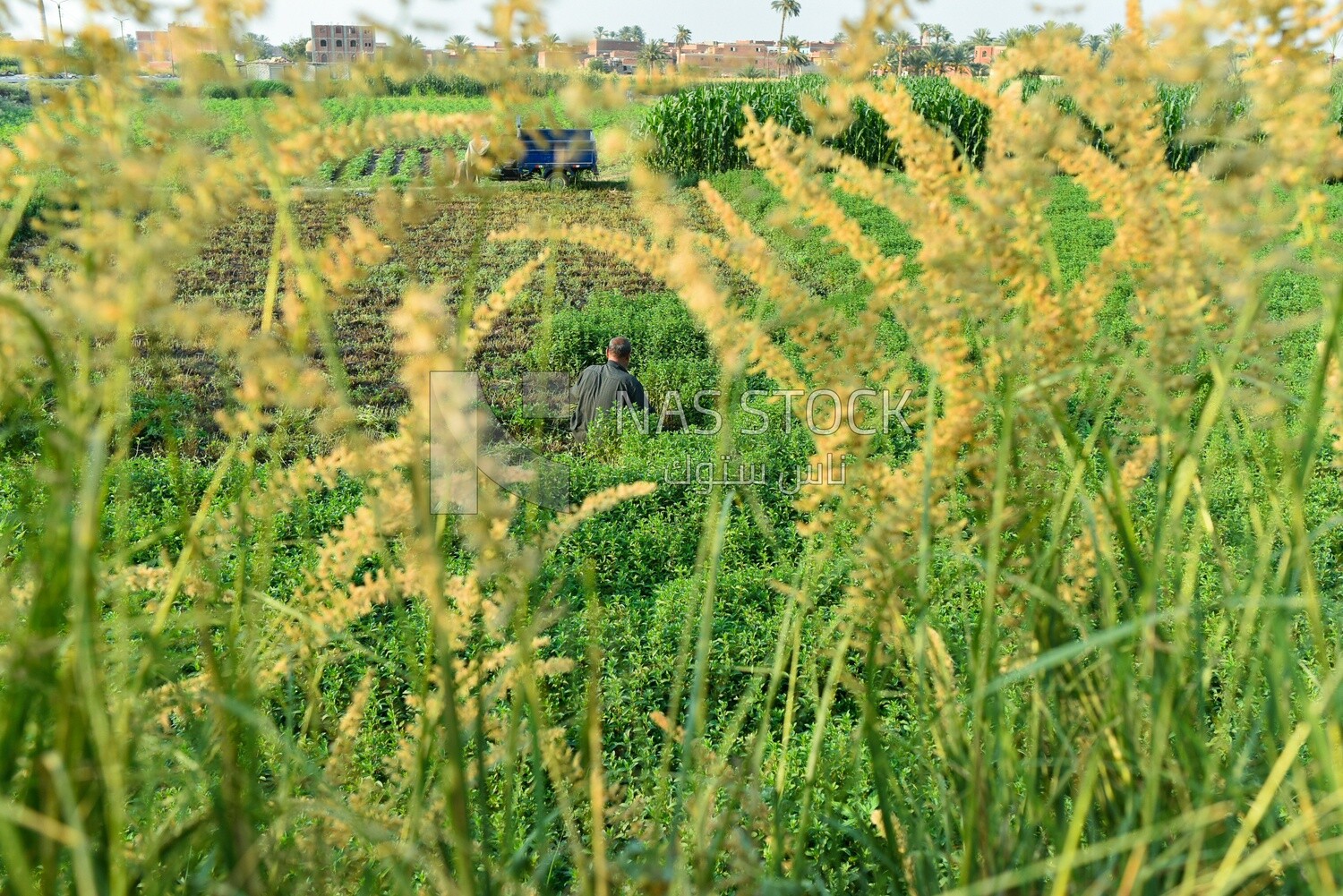 Among the plants, an Egyptian farmer appears sitting in the field harvesting mint