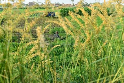 Among the plants, an Egyptian farmer appears sitting in the field harvesting mint