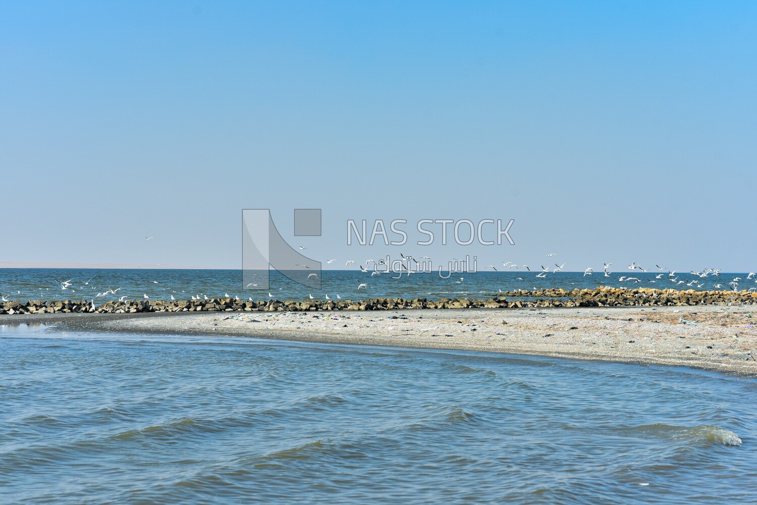 Flock of seagulls flying over sea