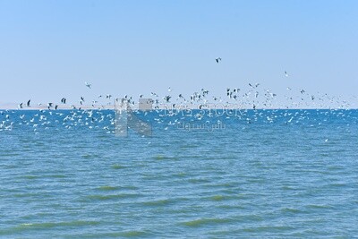 Flock of seagulls flying over sea