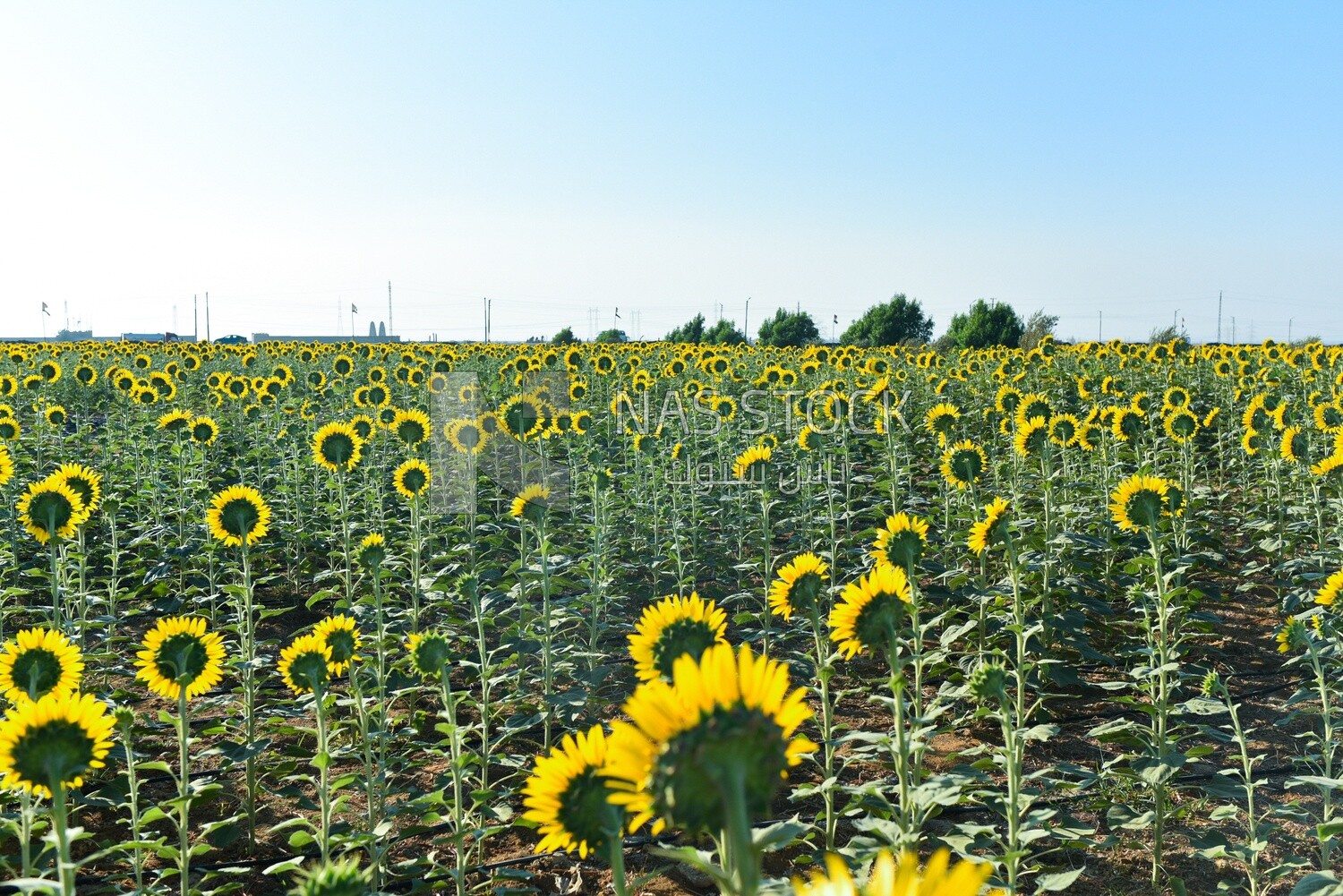 Back view of a field of blooming sunflowers
