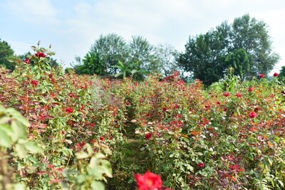 Beautiful landscape of a field of red roses