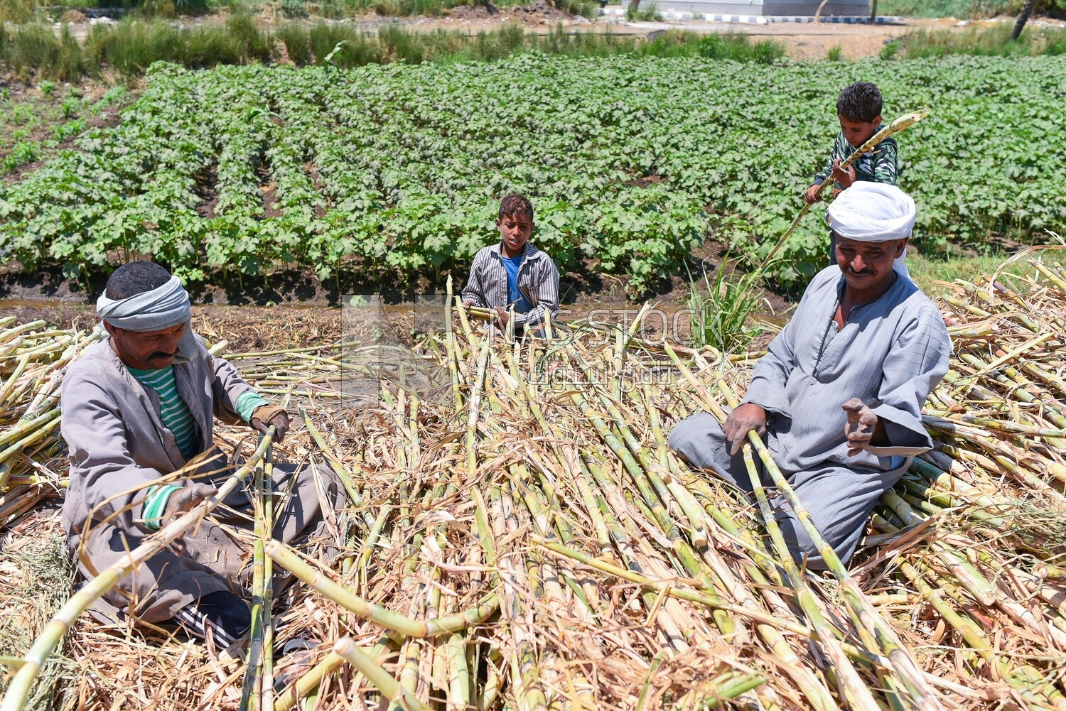 Group of farmers collecting sugarcane to distribute