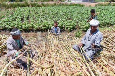 Group of farmers collecting sugarcane to distribute