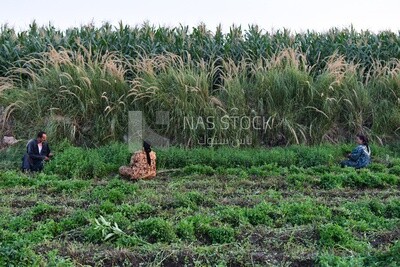 Group of rural Egyptians harvesting mint and collecting it in bundles
