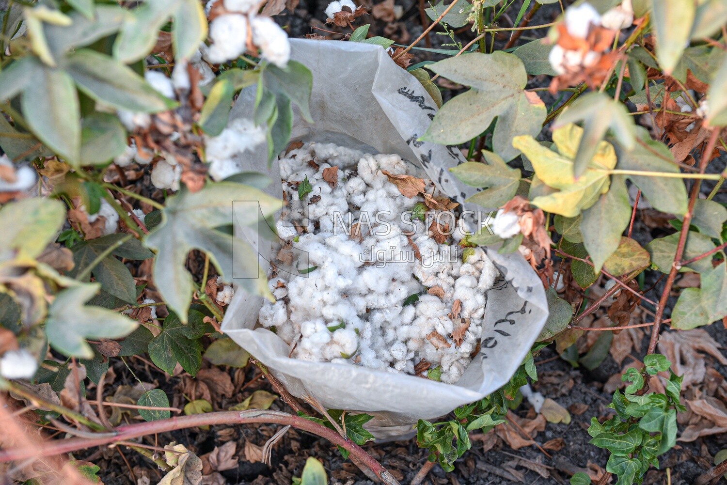 Scene of a bag of Egyptian cotton after harvesting it