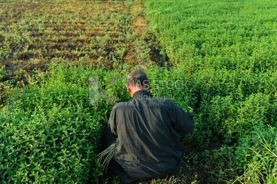 A scene of an Egyptian farmer sitting in the field and harvesting mint