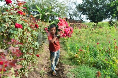 A scene of an Egyptian child picking and collecting roses, carrying a bunch of garden roses