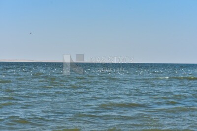 Flock of seagulls flying over sea