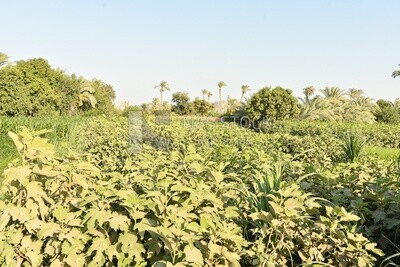Landscape of agricultural land