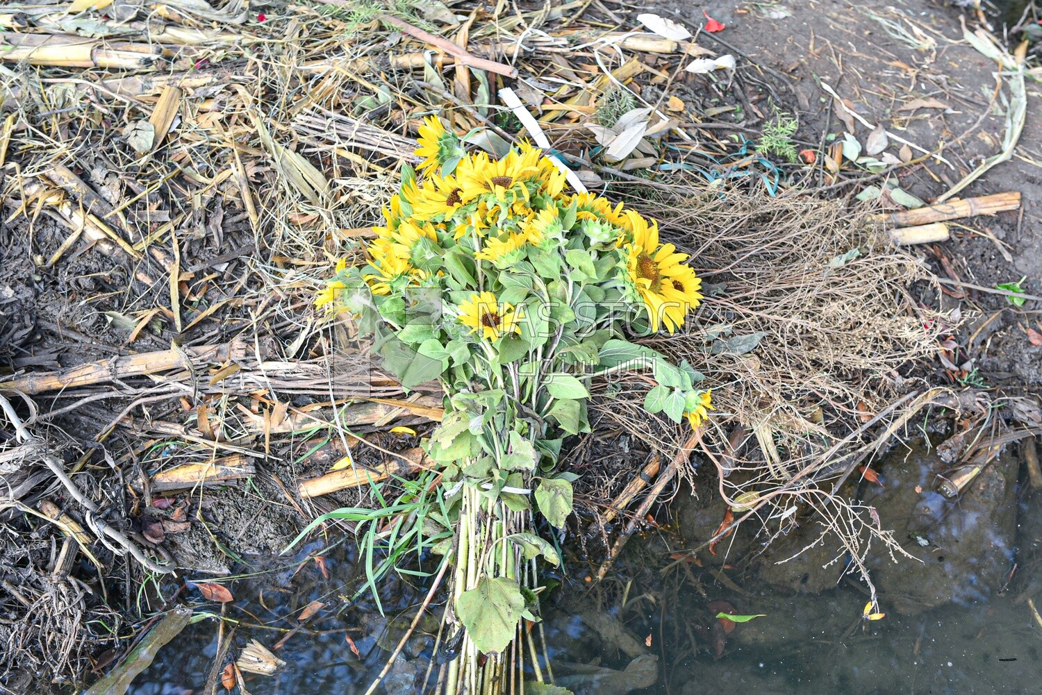 Bouquet of sunflowers