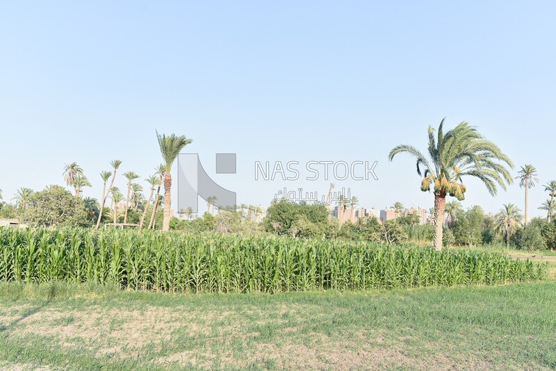 Scene of an Egyptian corn field