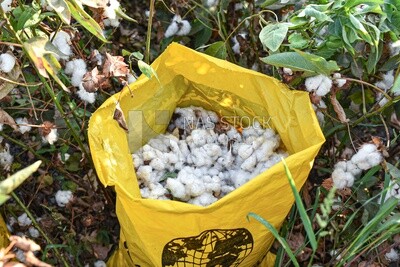 Scene of a bag of Egyptian cotton after harvesting it