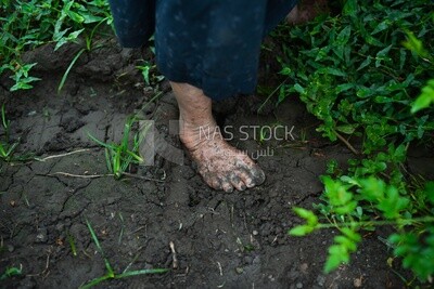 A scene of an Egyptian farmer&#39;s foot covered with mud in the field