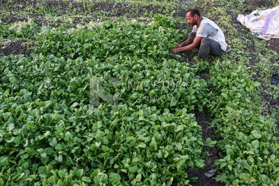 An Egyptian farmer busy at work harvesting watercress