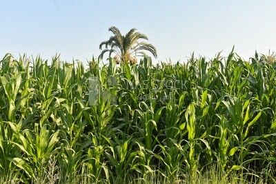 A scene of a Corn field