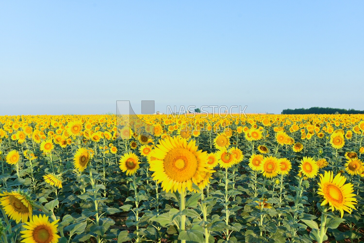 Landscape of a field of blooming sunflowers