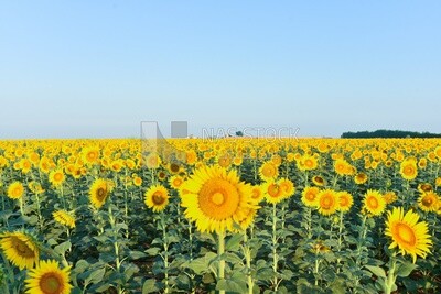 Landscape of a field of blooming sunflowers