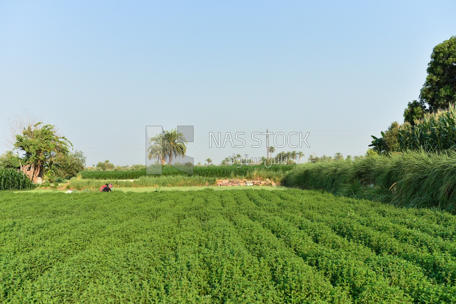 Landscape of a large agricultural land with a crop of mint
