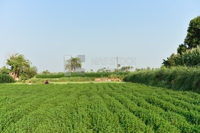 Landscape of a large agricultural land with a crop of mint