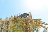 Scene of an Egyptian farmer arranging sugarcane on a distribution shipment