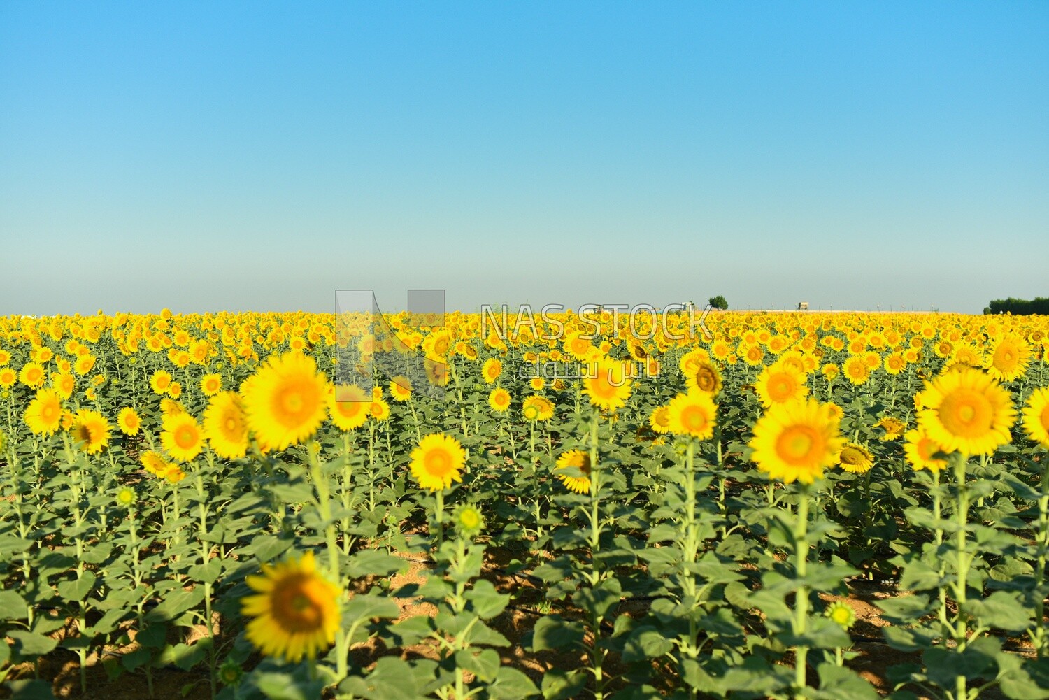 Landscape of a field of blooming sunflowers