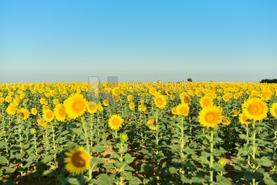 Landscape of a field of blooming sunflowers