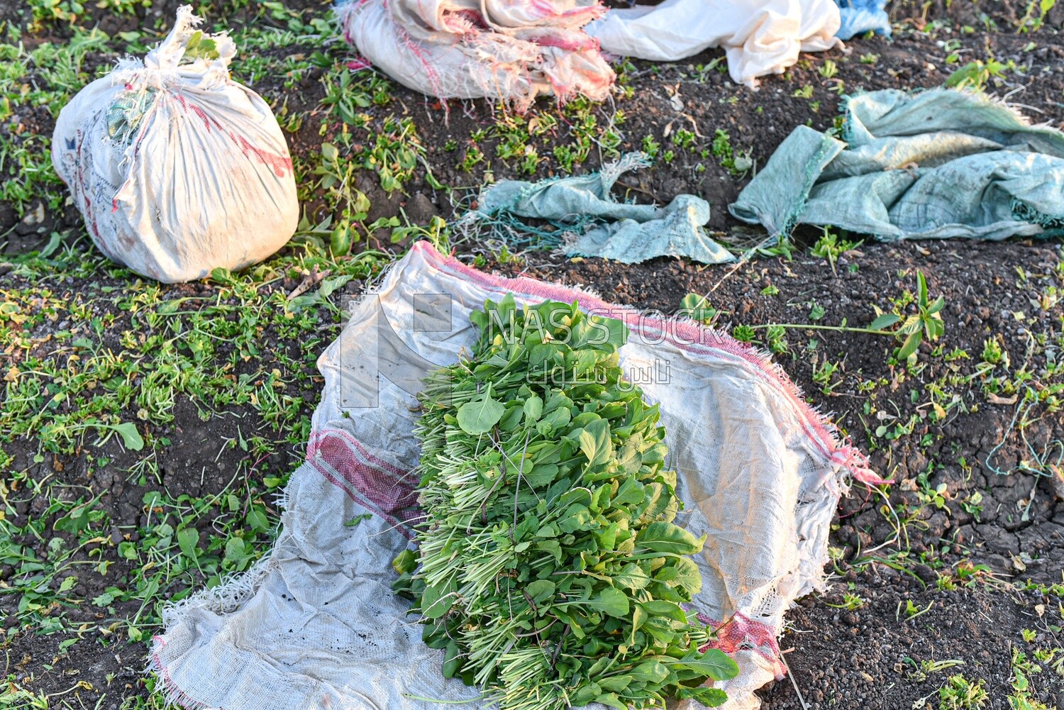 Scene of a bunches of watercress