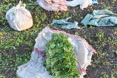 Scene of a bunches of watercress