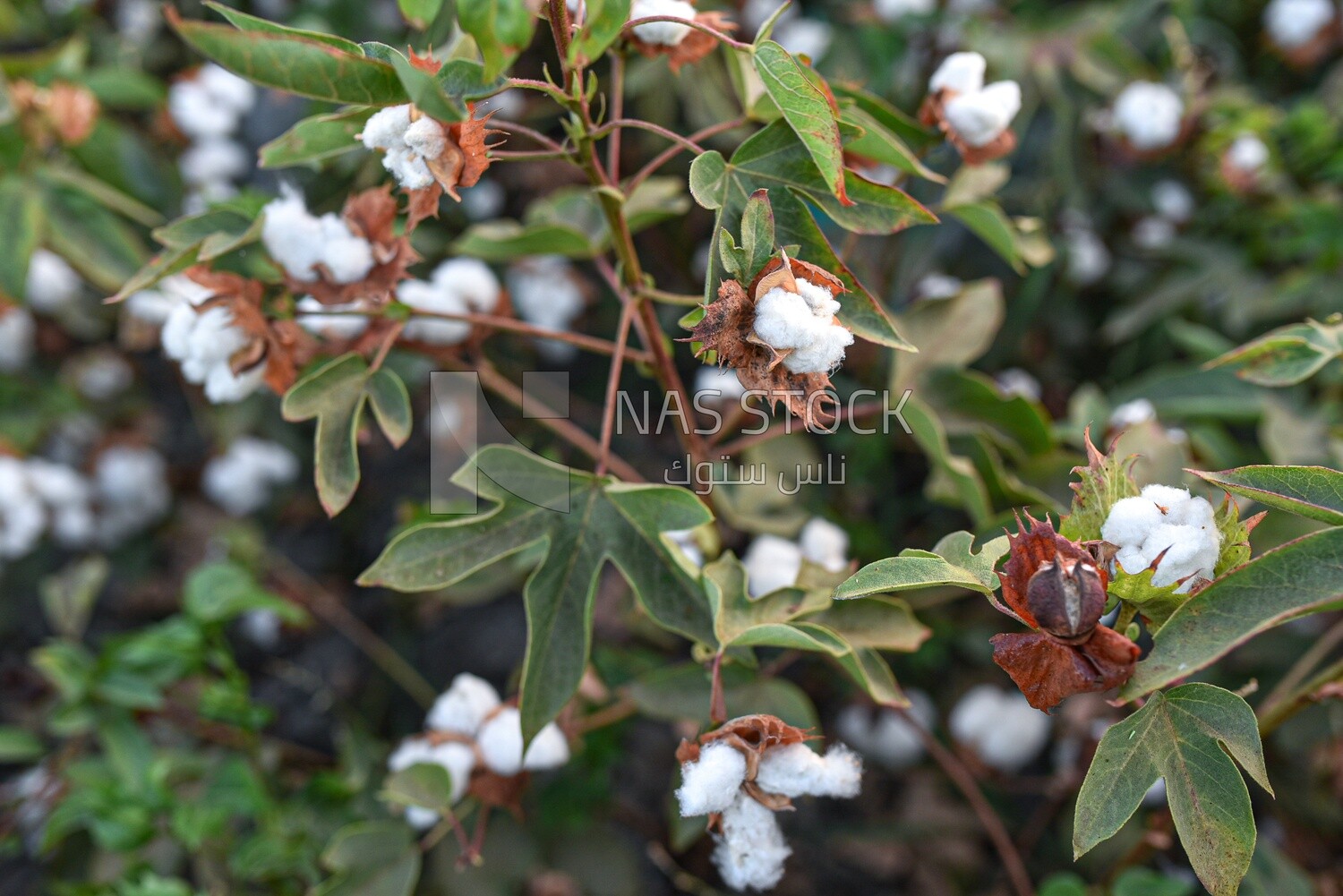 Scene from a cotton field in Egypt ready to be harvested