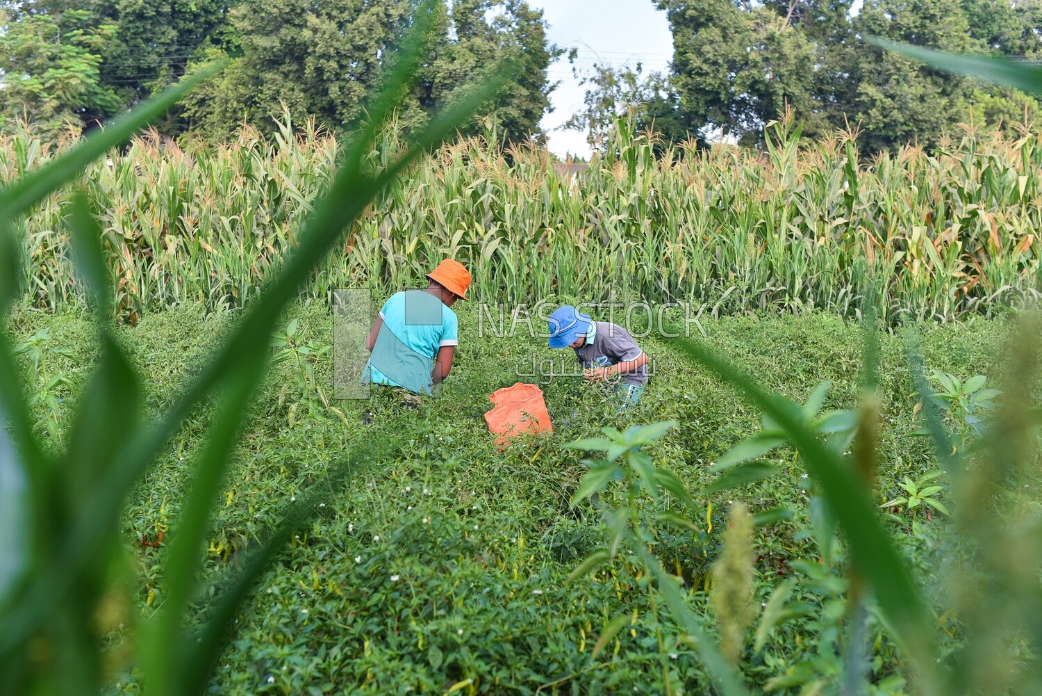 A scene of farmers busy working in the field