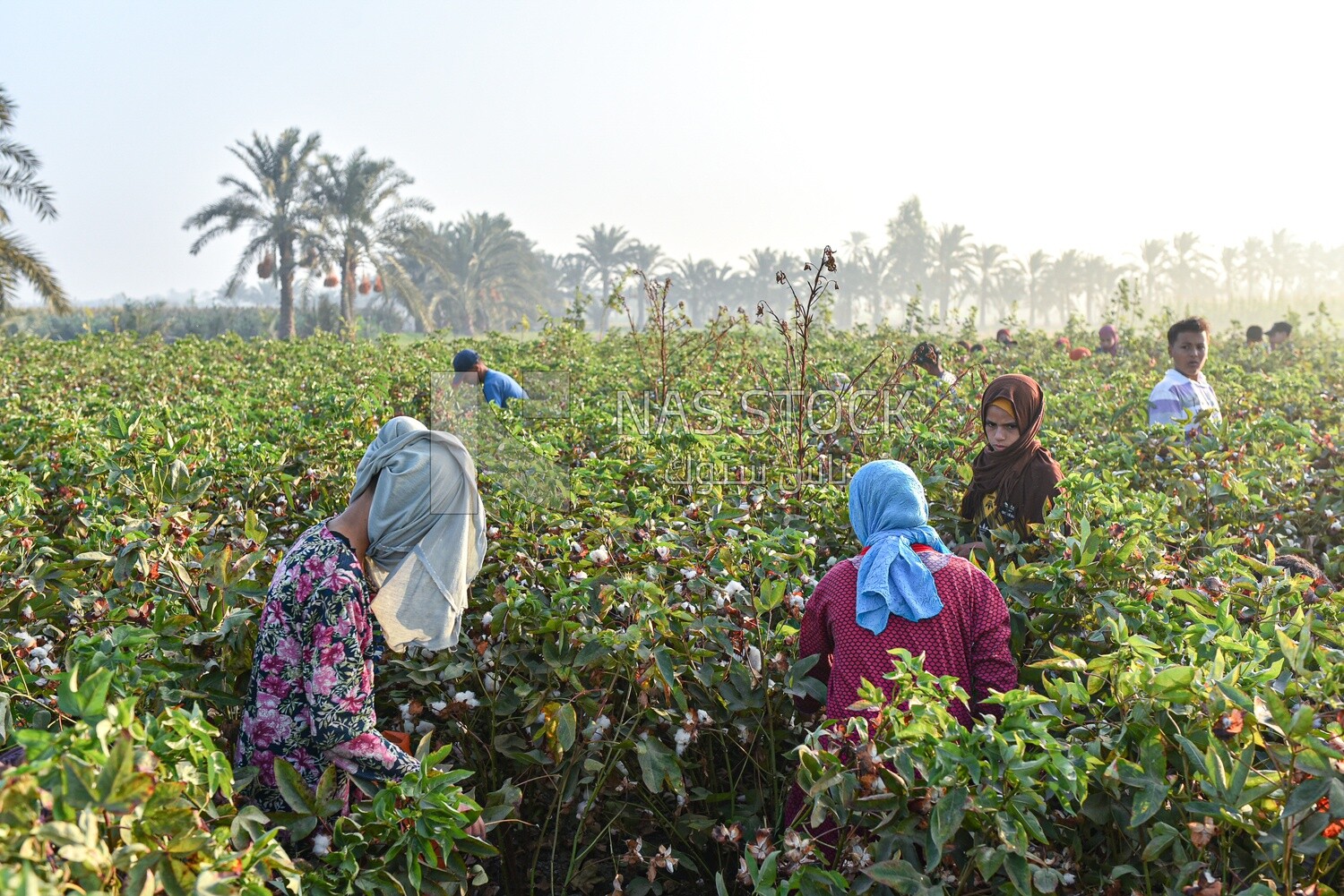 A scene of a group of children helping their families harvest cotton in Egypt