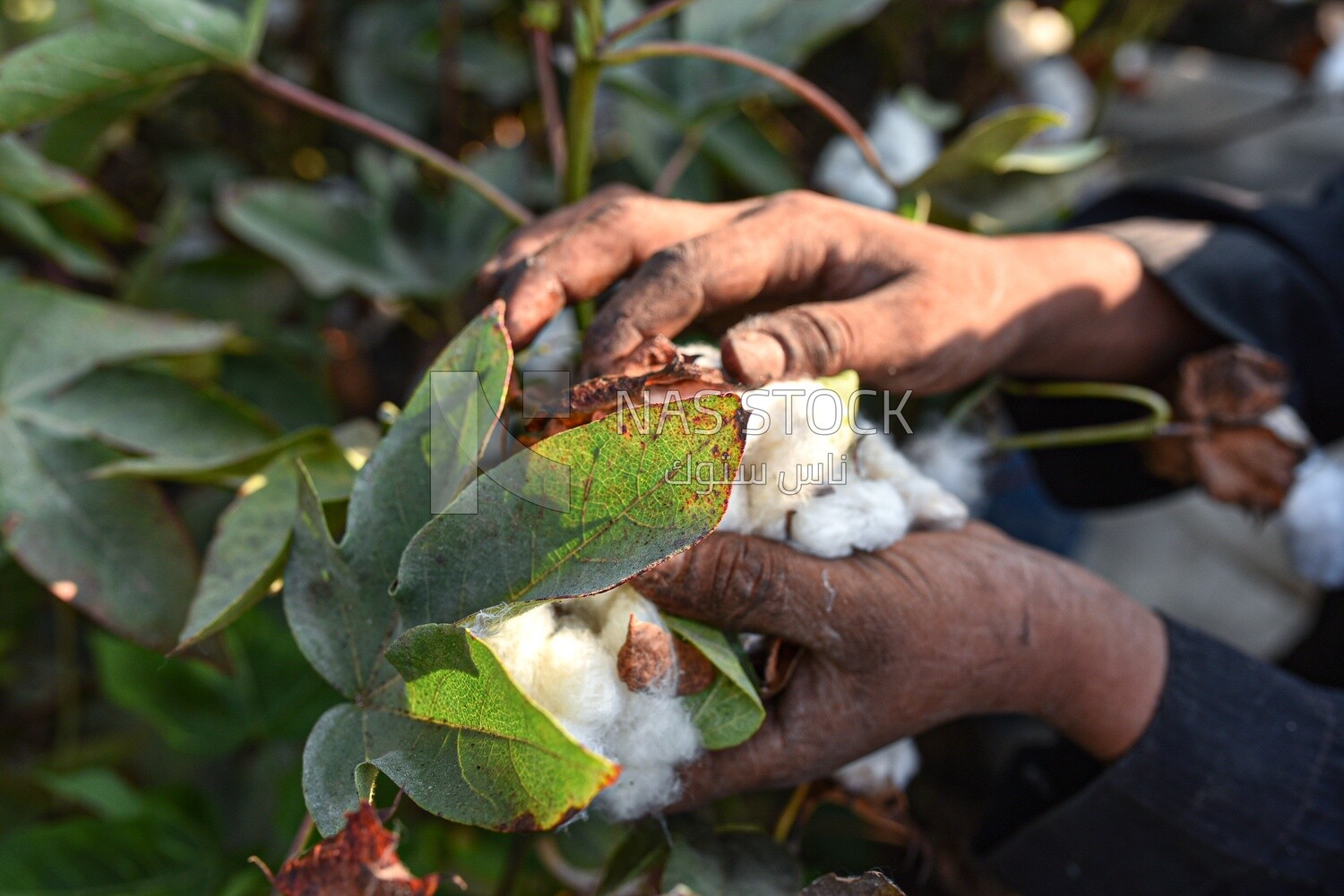 A scene of an Egyptian farmer&#39;s hand picking cotton