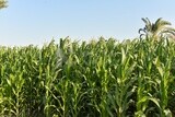 A scene of a cornfield