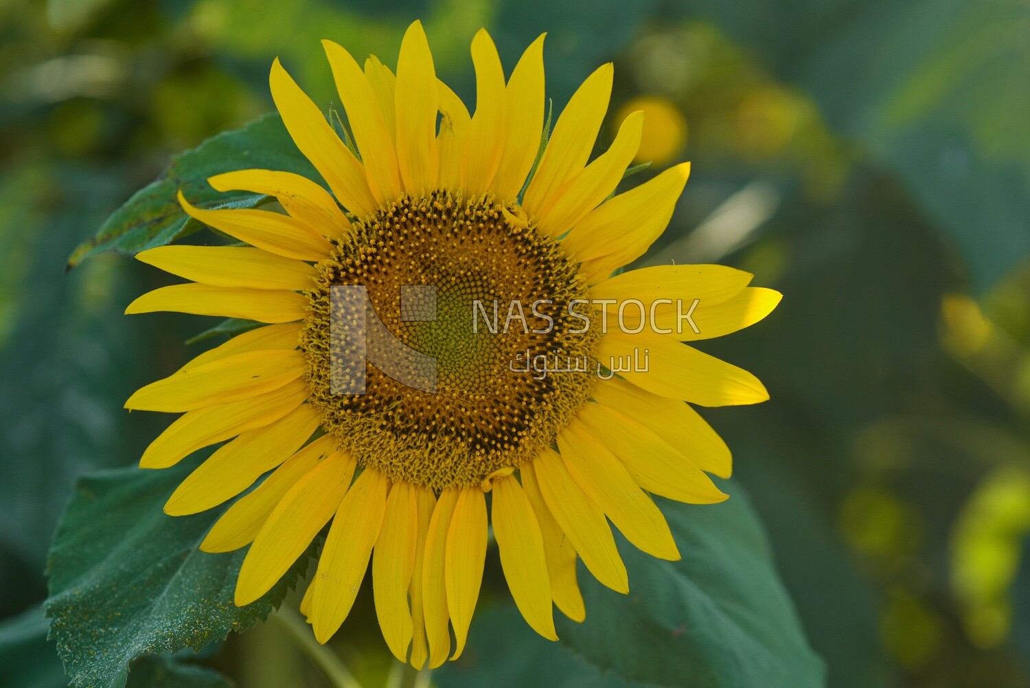 Close-up of a sunflower in bloom