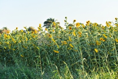 Landscape of a field of blooming sunflowers