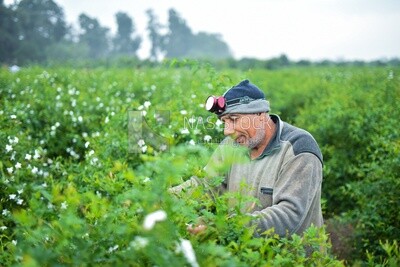 An Egyptian farmer working in the field harvesting the crop