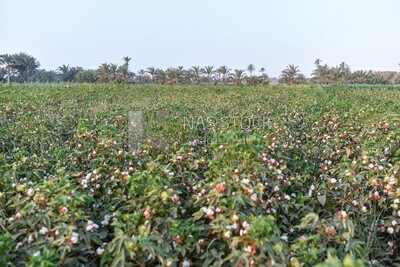 A scene of a cotton field ready to be harvested