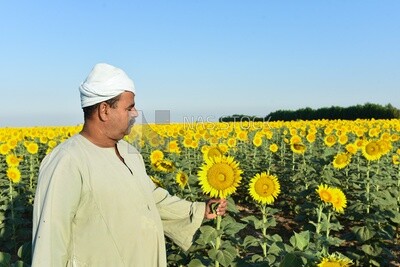 Farmer holding a blooming sunflower in the field