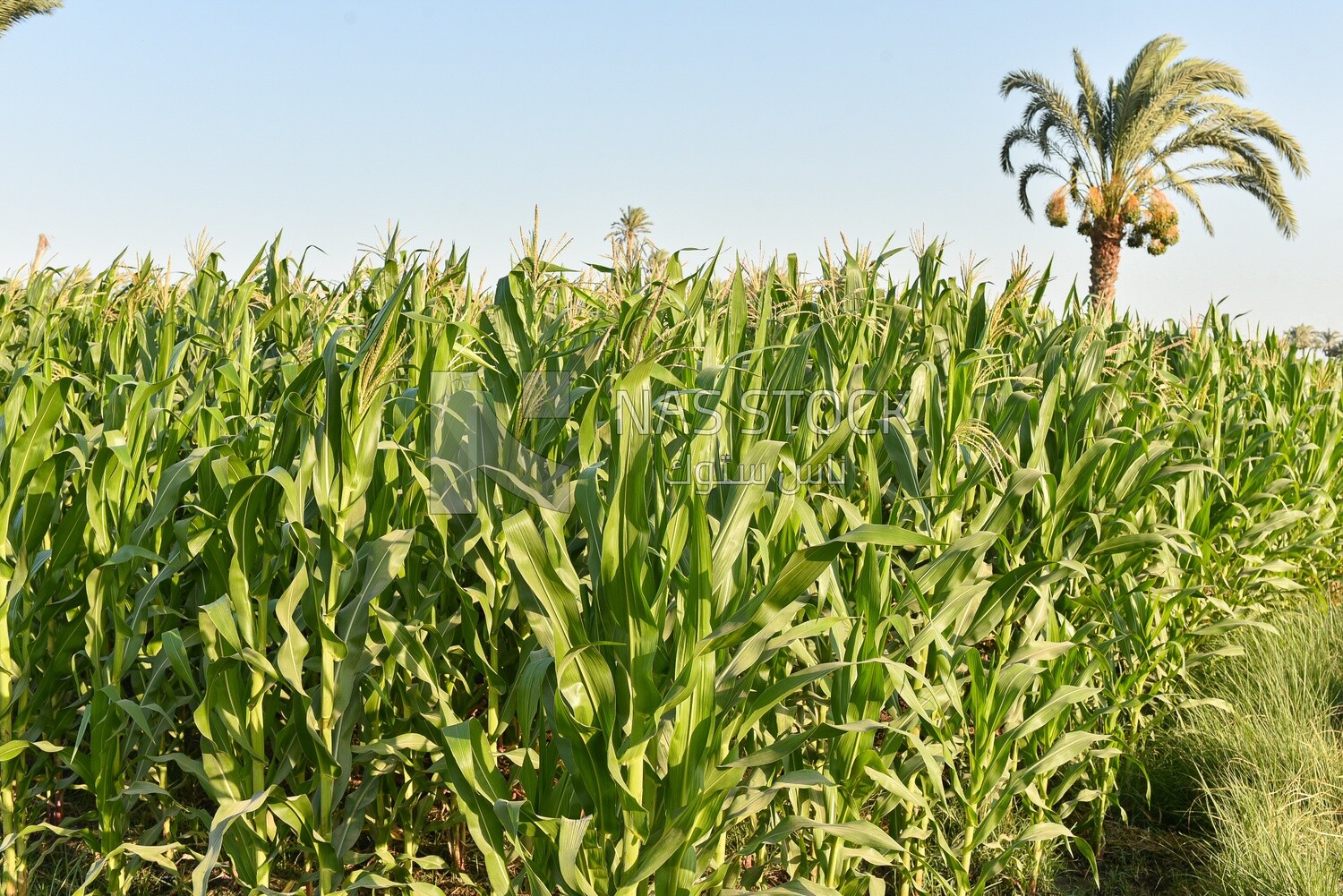 A scene of a Corn field
