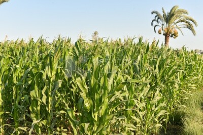 A scene of a Corn field