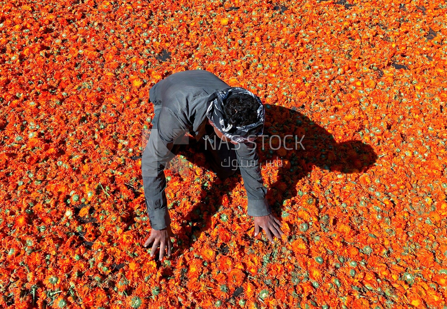 A scene of a farmer sorting and drying roses
