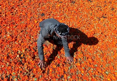 A scene of a farmer sorting and drying roses
