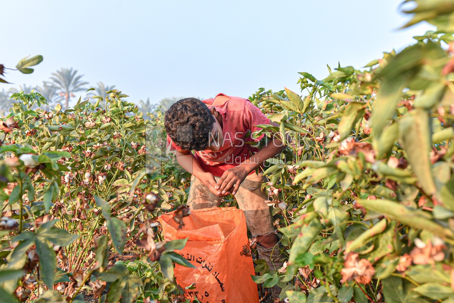 An Egyptian child helps his farmer father harvest cotton