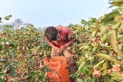 An Egyptian child helps his farmer father harvest cotton