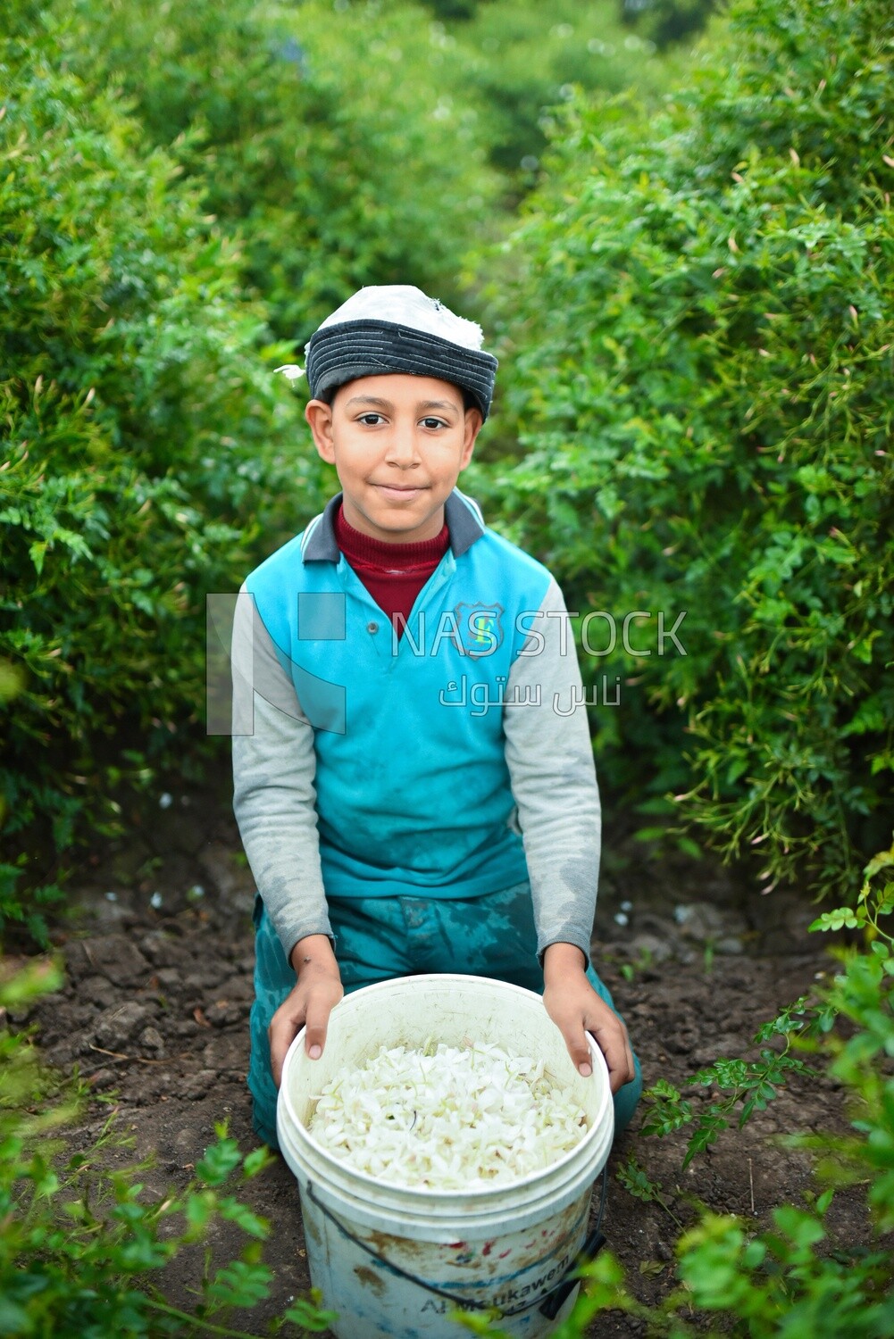 A rural Egyptian child is happy with a basket of jasmine flowers that he picked