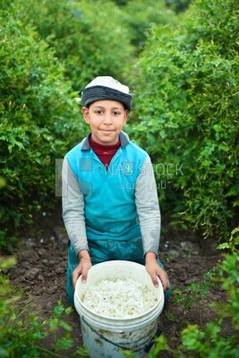 A rural Egyptian child is happy with a basket of jasmine flowers that he picked