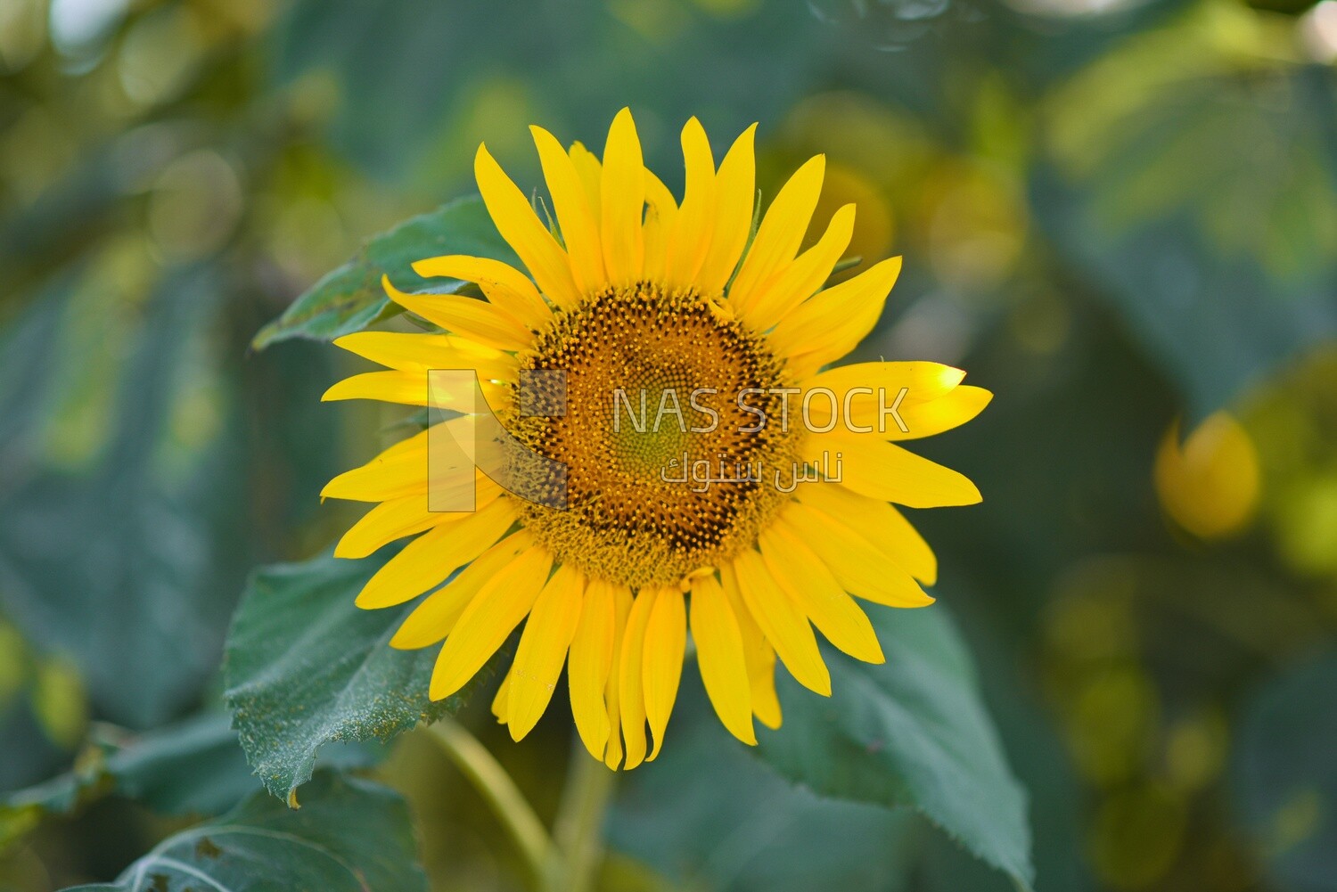 Close-up of a sunflower in bloom